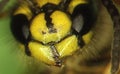 Wasp head and body with feelers