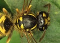 Wasp head and body with feelers