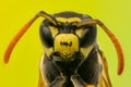 Wasp head Macro Shot Hot. Extreme macro shot. Royalty Free Stock Photo