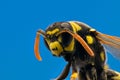Wasp head Macro Shot Hot. Blue background Royalty Free Stock Photo