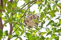 Wasp hive clinging to a tree