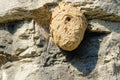 Wasp hive Royalty Free Stock Photo
