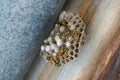 Wasp hive on home chimney close up view Royalty Free Stock Photo