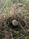 wasp hive