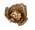 Wasp hive Royalty Free Stock Photo