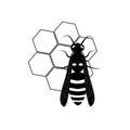 Wasp. Honey bee. Botany illustration. Insect animal, exotic. Vector isolated on white backdrop. Honeycomb.