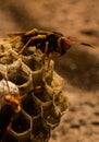 Wasp honeycomb and angry wasp Royalty Free Stock Photo