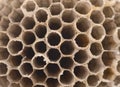 Wasp Honeycomb As Background
