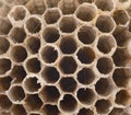 Wasp Honeycomb As Background