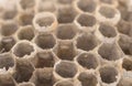 Wasp Honeycomb As Background