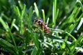 Wasp or Hornet, insect of the order Hymenoptera and suborder Apocrita that is neither a bee nor an ant. Closeup of Large wasp, Dan