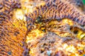 Wasp hornet on jack fruit