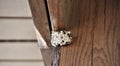 Wasp Hornet`s Nest