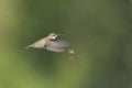 Wasp and Hummingbird Royalty Free Stock Photo