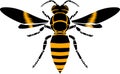 Wasp, icon Royalty Free Stock Photo