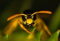 Wasp insect