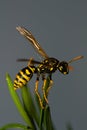 Wasp insect