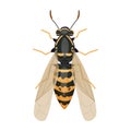 Wasp insect, bumble bee top view in cartoon style, realistic bug Isolated clipart on white background Royalty Free Stock Photo