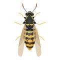 Wasp insect, bumble bee top view in cartoon style, realistic bug Isolated clipart on white background Royalty Free Stock Photo