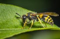 Macro of a common flesh fly Royalty Free Stock Photo