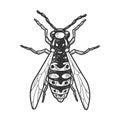 Wasp insect sketch vector illustration