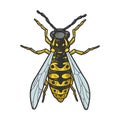 wasp insect sketch vector illustration