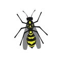 Wasp insect vector color drawing