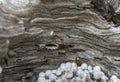 Looking inside wasp nest with wasp emerging