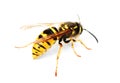 Wasp isolated ower white