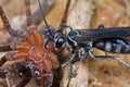 A wasp and its prey - a paralyzed spider Royalty Free Stock Photo