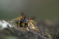 Wasp is sitting on a branch Wespe sitzt auf einem Ast Royalty Free Stock Photo