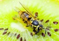 Wasp on a Kiwifruit