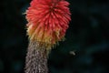 Wasp on a Red Hot Poker plant