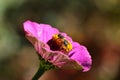 wasp on a large pink flower