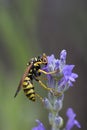 Wasp on Lavandula & x28;Lavender& x29;