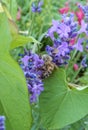 Wasp and Lavender