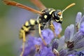 Wasp on lavender flower