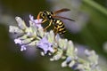 Wasp on lavender flower