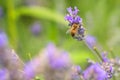 Wasp on Lavender