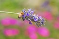 Wasp on Lavender