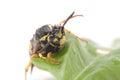 A wasp on a leaf