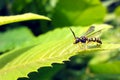 Wasp on leaf