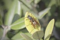 Wasp on leaf close-up