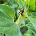 Wasp on Leaf Closeup. Wasp with Sting in Nature.