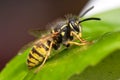 Wasp on a leaf