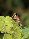 wasp on leaf in the morning