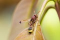 Wasp on the leaves