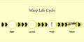 Wasp Life Cycle vector for education.