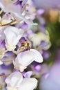 Wasp on lilac wisteria bloom flowers - Stock Photo