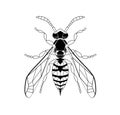 Wasp line drawing cartoon for adult antistress coloring page. Bee isolated on white background. Bumblebee Hand drawn Royalty Free Stock Photo